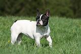 BOULEDOGUE FRANCAIS 995